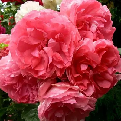 Саженцы роз РОЗЕУМ ЮТЕРСОН плетистая  Саженцы роз РОЗЕУМ ЮТЕРСОН плетистая в Калуге