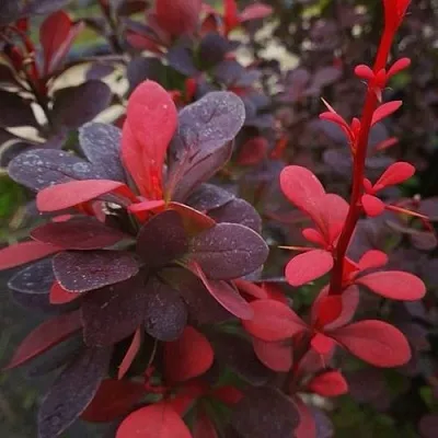 Барбарис РЕД ПИЛЛАР тунберга  Барбарис РЕД ПИЛЛАР тунберга в Калуге