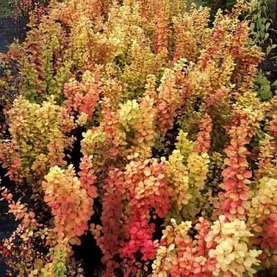 Барбарис САММЕР САНСЕТ тунберга  Барбарис САММЕР САНСЕТ тунберга в Калуге