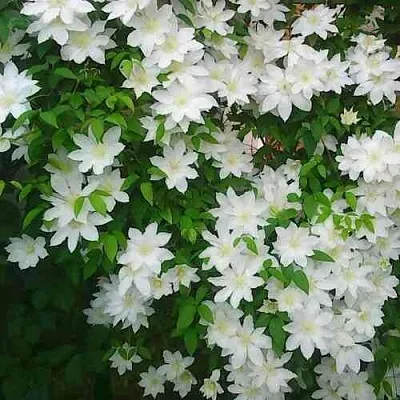 Клематис ТОКИ  Клематис ТОКИ в Калуге