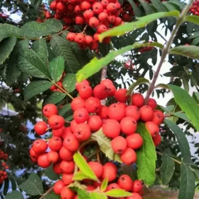 Рябина НЕВЕЖИНСКАЯ сладкоплодная — описание сорта Рябина НЕВЕЖИНСКАЯ сладкоплодная в Калуге