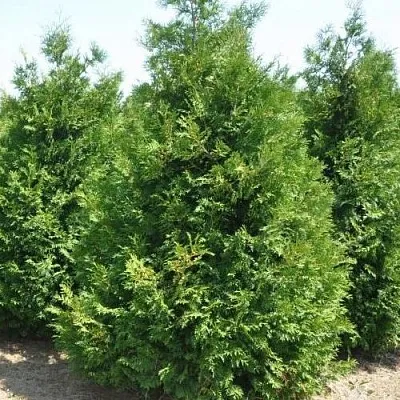 Туя ВАКСЕН западная  Туя ВАКСЕН западная в Калуге