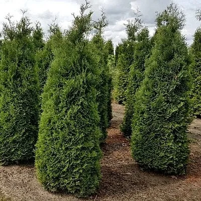 Туя ХОЛМСТРУП западная  Туя ХОЛМСТРУП западная в Калуге