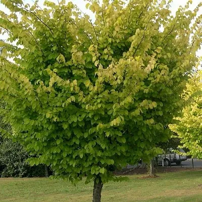 Вяз обыкновенный  Вяз обыкновенный в Калуге