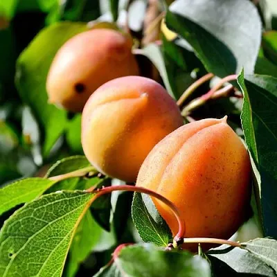 Абрикос БАЙ  Абрикос БАЙ в Калуге