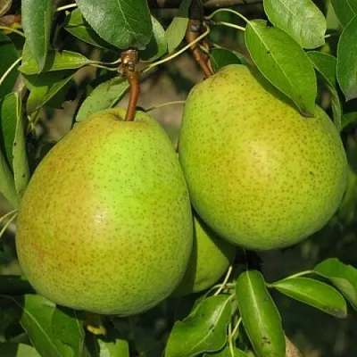 Груша НАЙТ-ВЕРТ колонновидная  Груша НАЙТ-ВЕРТ колонновидная в Калуге