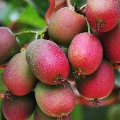 Актинидия ВЕЙКИ аргута в Калуге