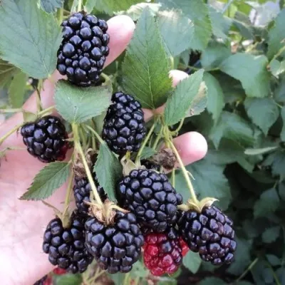 Ежевика ОУАЧИТА бесшипная — описание сорта Ежевика ОУАЧИТА бесшипная в Калуге