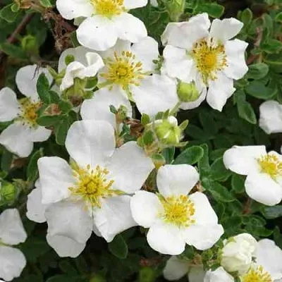 Лапчатка ТИЛФОРД КРИМ кустарниковая  Лапчатка ТИЛФОРД КРИМ кустарниковая в Калуге