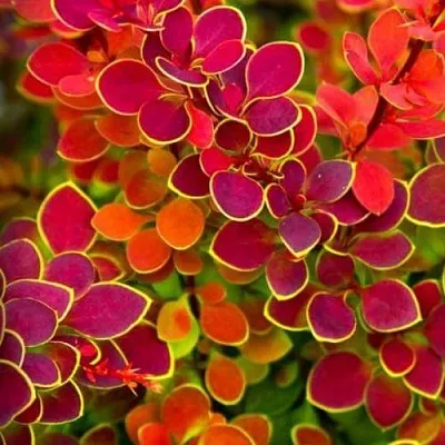 Барбарис ОРАНЖ САНРАЙЗ тунберга  Барбарис ОРАНЖ САНРАЙЗ тунберга в Калуге