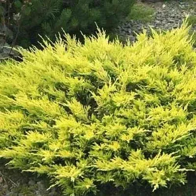 Можжевельник ЛАЙМ ГЛОУ горизонтальный  Можжевельник ЛАЙМ ГЛОУ горизонтальный в Калуге