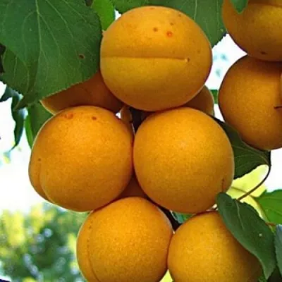 Абрикос ОНТАРИО  Абрикос ОНТАРИО в Калуге