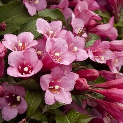 Вейгела ФЛОРИДА в Калуге