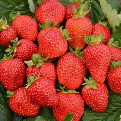 Клубника САН АНДРЕАС ремонтантная  Клубника САН АНДРЕАС ремонтантная в Калуге