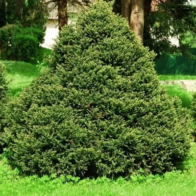 Ель ОЛЕНДОРФИ обыкновенная  Ель ОЛЕНДОРФИ обыкновенная в Калуге