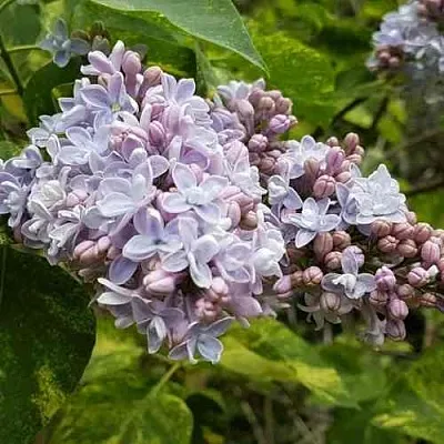 Сирень АУКУБАФОЛИЯ  Сирень АУКУБАФОЛИЯ в Калуге