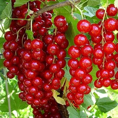 Смородина красная ЙОНКЕР ВАН ТЕТС в Калуге