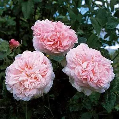 Саженцы роз КЛЭР РОУЗ английская  Саженцы роз КЛЭР РОУЗ английская в Калуге