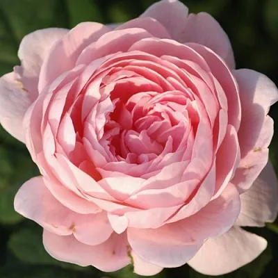 Саженцы роз КУИН ОФ СУИДЕН английская  Саженцы роз КУИН ОФ СУИДЕН английская в Калуге