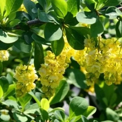 Барбарис ИНДИАН САММЕР   Барбарис ИНДИАН САММЕР  в Калуге