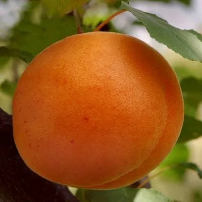 Абрикос ОЛИМП  Абрикос ОЛИМП в Калуге