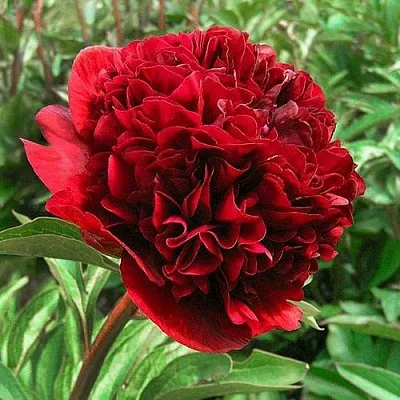 Пион РЕД ГРЕЙС травянистый в Калуге