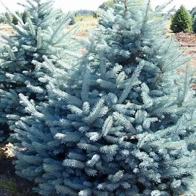 Ель ГЛАУКА колючая  Ель ГЛАУКА колючая в Калуге