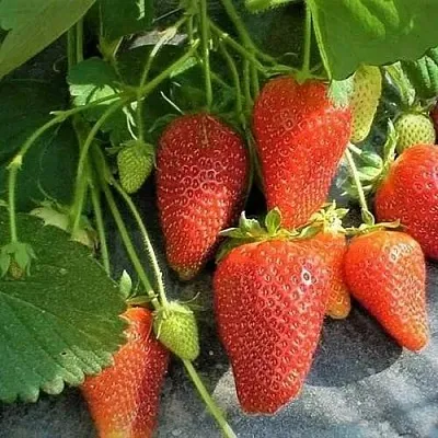 Клубника РОКСАНА  Клубника РОКСАНА в Калуге