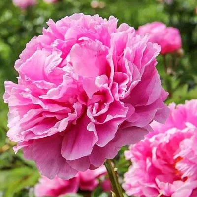 Пион АЛЕКСАНДР ФЛЕМИНГ травянистый в Калуге