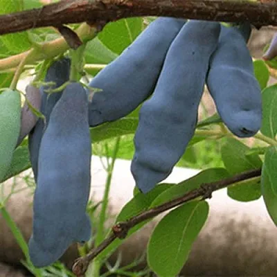 Жимолость съедобная ЛЕНИНГРАДСКИЙ ВЕЛИКАН в Калуге