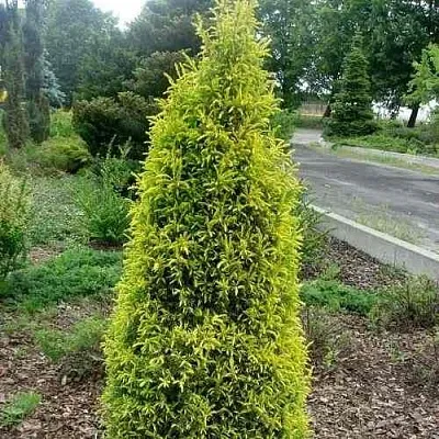 Можжевельник ГОЛД КОН обыкновенный в Калуге