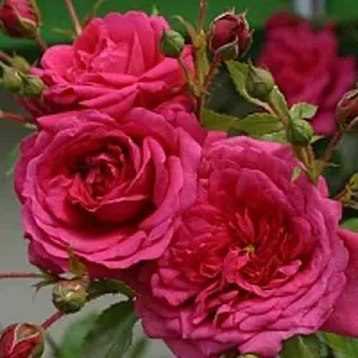 Саженцы роз ЛАГУНА плетистая  Саженцы роз ЛАГУНА плетистая в Калуге