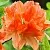 Азалия ГЕЙША ОРАНЖ японская в Калуге