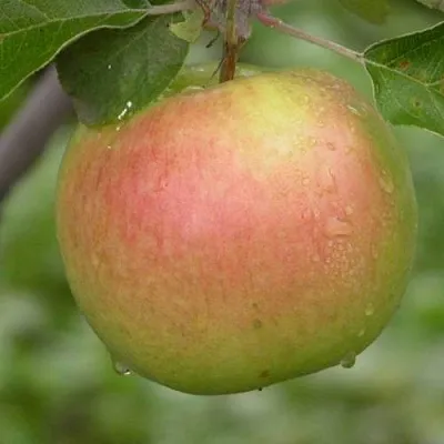 Яблоня БРЯНСКОЕ ЗОЛОТИСТОЕ  Яблоня БРЯНСКОЕ ЗОЛОТИСТОЕ в Калуге