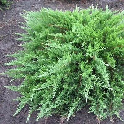 Можжевельник ТАМАРИСЦИФОЛИЯ казацкий  Можжевельник ТАМАРИСЦИФОЛИЯ казацкий в Калуге