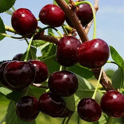 Вишня РОВЕСНИЦА  Вишня РОВЕСНИЦА в Калуге