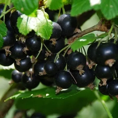 Смородина черная ГЛОБУС в Калуге