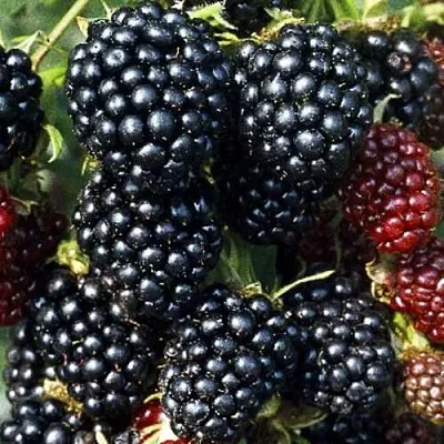 Ежевика ЭВЕРГРИН бесшипная в Калуге