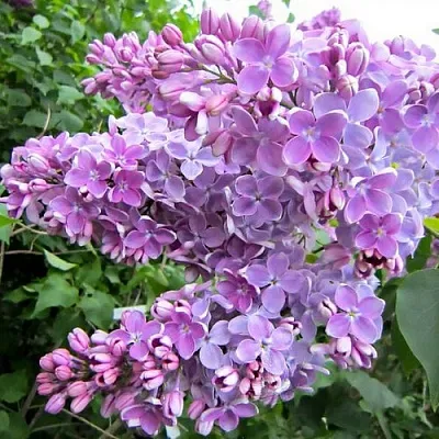 Сирень ОЛЯ  Сирень ОЛЯ в Калуге