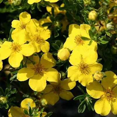 Лапчатка ХАКМАНС ГИГАНТ кустарниковая  Лапчатка ХАКМАНС ГИГАНТ кустарниковая в Калуге