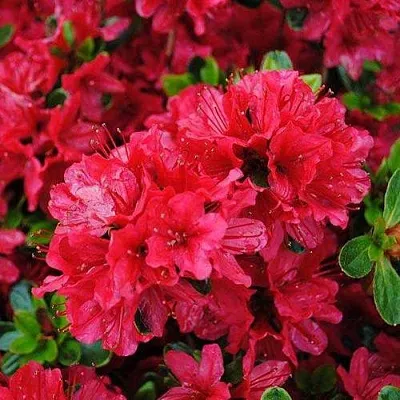 Азалия ХИНО КРИМСОН японская  Азалия ХИНО КРИМСОН японская в Калуге