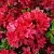 Азалия ХИНО КРИМСОН японская в Калуге
