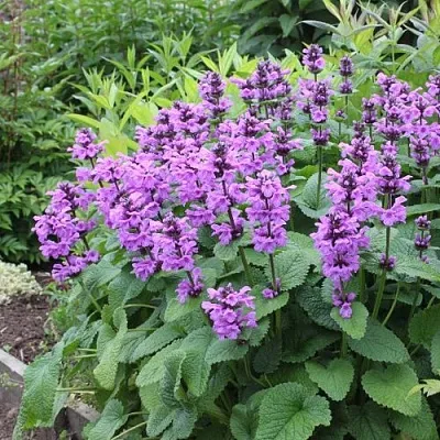 Буквица крупноцветковая в Калуге