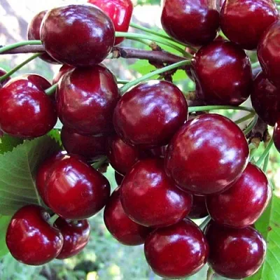 Вишня ЖУКОВСКАЯ  Вишня ЖУКОВСКАЯ в Калуге