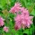 Аквилегия БАРЛОУ ПИНК гибрид МакКаны — описание сорта Аквилегия БАРЛОУ ПИНК гибрид МакКаны в Калуге