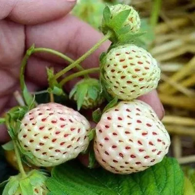 Клубника АНАНАСА ремонтантная — описание сорта Клубника АНАНАСА ремонтантная в Калуге