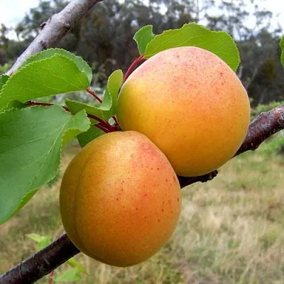 Абрикос ОРЛОВЧАНИН  Абрикос ОРЛОВЧАНИН в Калуге