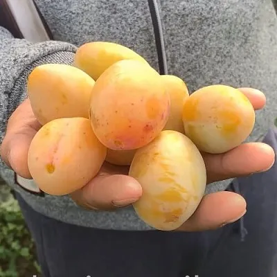 Слива ЯХОНТОВАЯ  Слива ЯХОНТОВАЯ в Калуге