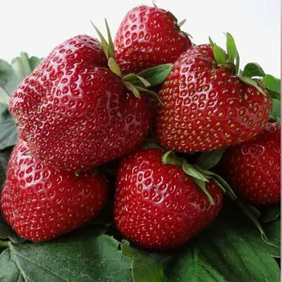 Клубника НАБИЛА  Клубника НАБИЛА в Калуге