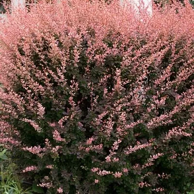 Барбарис РОУЗ ГЛОУ тунберга  Барбарис РОУЗ ГЛОУ тунберга в Калуге